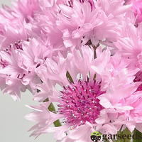 Cornflower Seeds