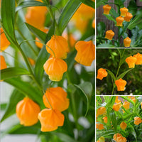 Sandersonia Aurantiaca Seeds