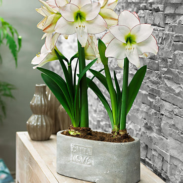 Picotee Amaryllis  Seeds