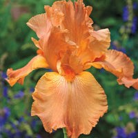 Many Mahalos Reblooming Bearded Iris Seeds