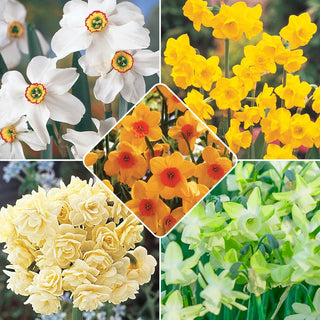 Most Fragrant Daffodil Collection Seeds