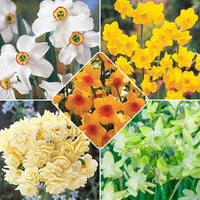 Most Fragrant Daffodil Collection Seeds