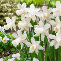 Ice Baby Daffodil Seeds