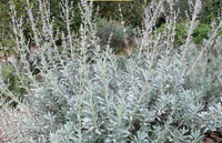 Apiana Plant Seeds for Planting, Heirloom, Non-GMO, 100