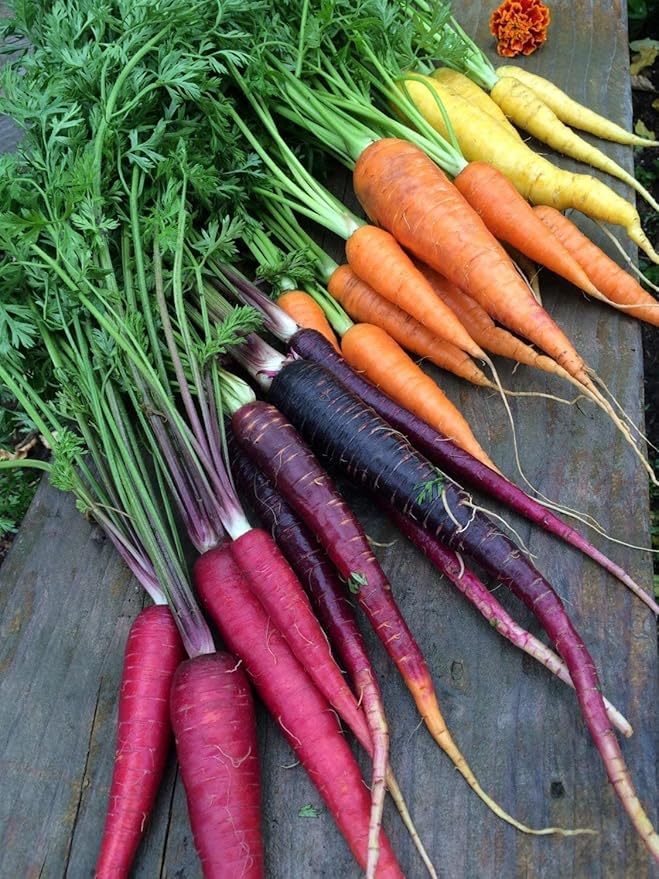 Rainbow – Carrot Seed