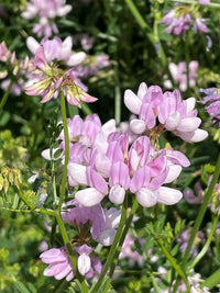 Heirloom Non-GMO Violet Crown Vetch Flower Seeds for Ground Cover and Pollinator Garden Planting