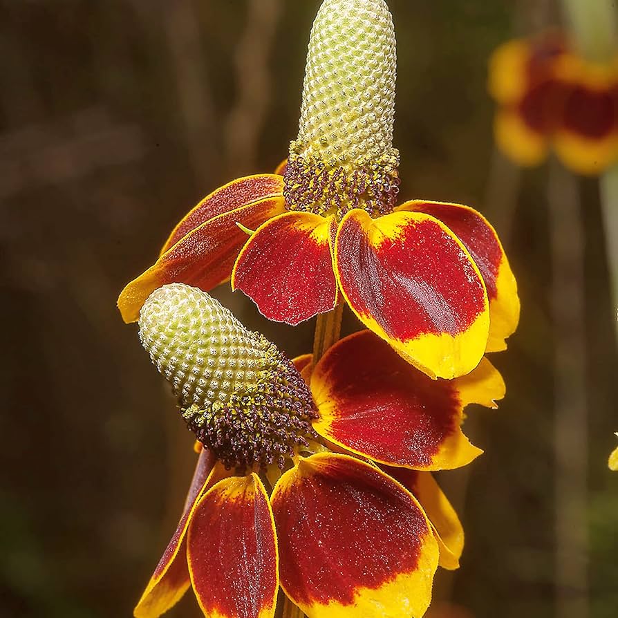 Heirloom Non-GMO Ratibida Flower Seeds for Planting – Hardy Native Wildflower Blooms - Non-GMO for planting in home garden