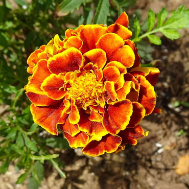 Tall Multicolor Marigold flower seeds – vibrant mix for border planting