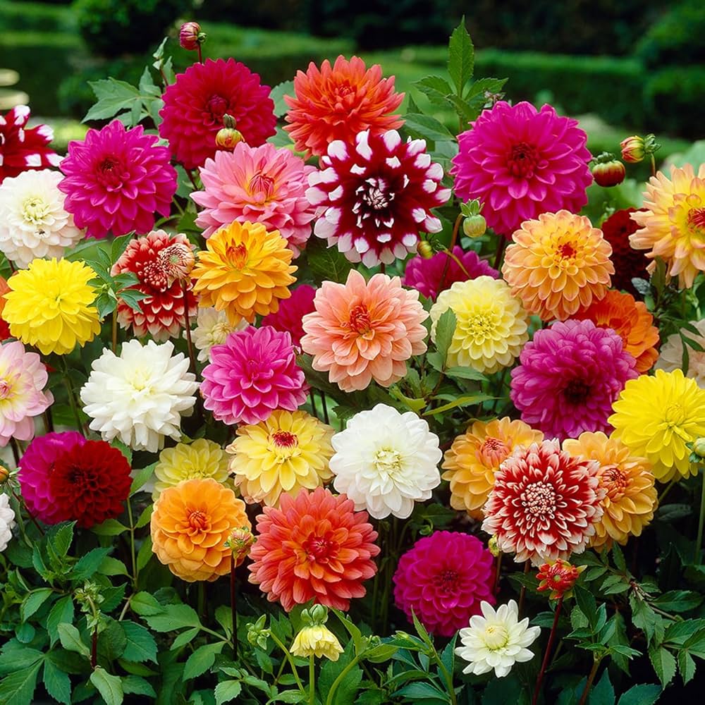 Dahlia Opera Mix Flower Seeds, Heirloom, Non-GMO Seeds for Planting - Opera for planting in home garden