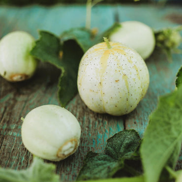 Lemon Cucumber seeds for planting heirloom round yellow cucumbers