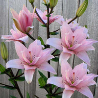 Double Asiatic Lily- Elodie