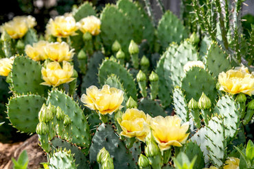 Heirloom Yellow Opuntia Flower Seeds for Planting - Beautiful Flower Seeds for Home Garden, GMO Free Seeds