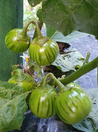 Dark Green Eggplant Solanum melongena for planting in urban garden