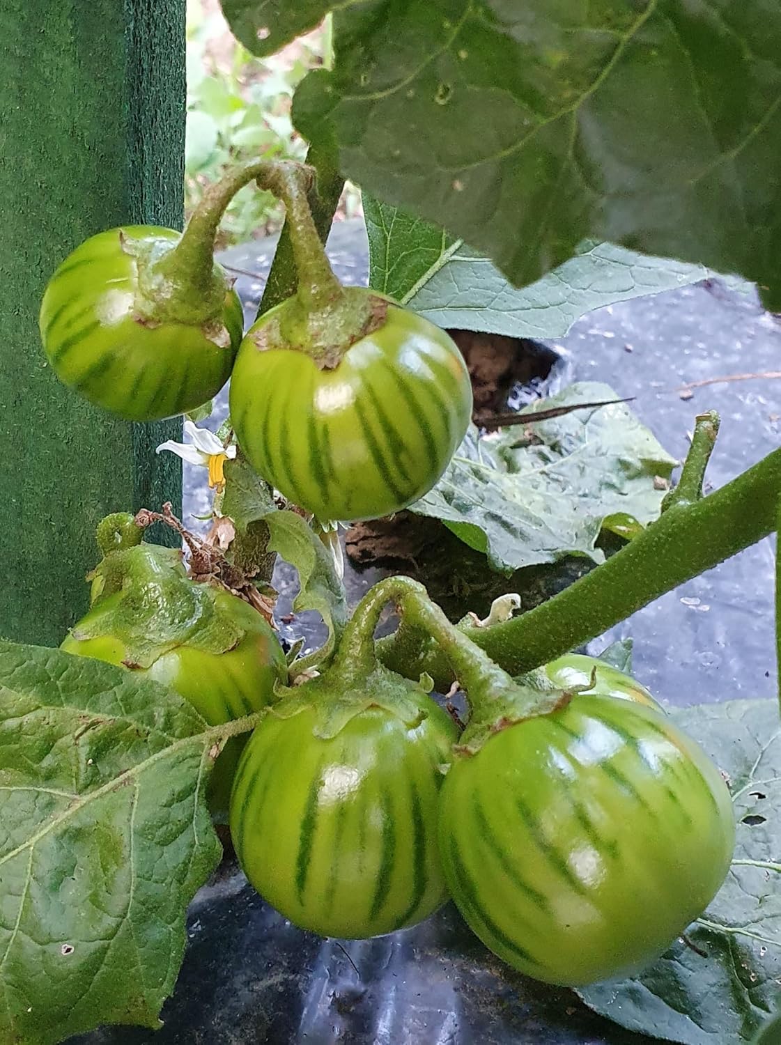 Dark Green Eggplant Seeds for Planting - 100 pcs