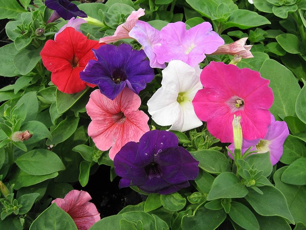 Petunia seeds for planting – trumpet-shaped flowering plant seeds in various colors with dense green foliage, ideal for gardens, borders, hanging baskets, and containers