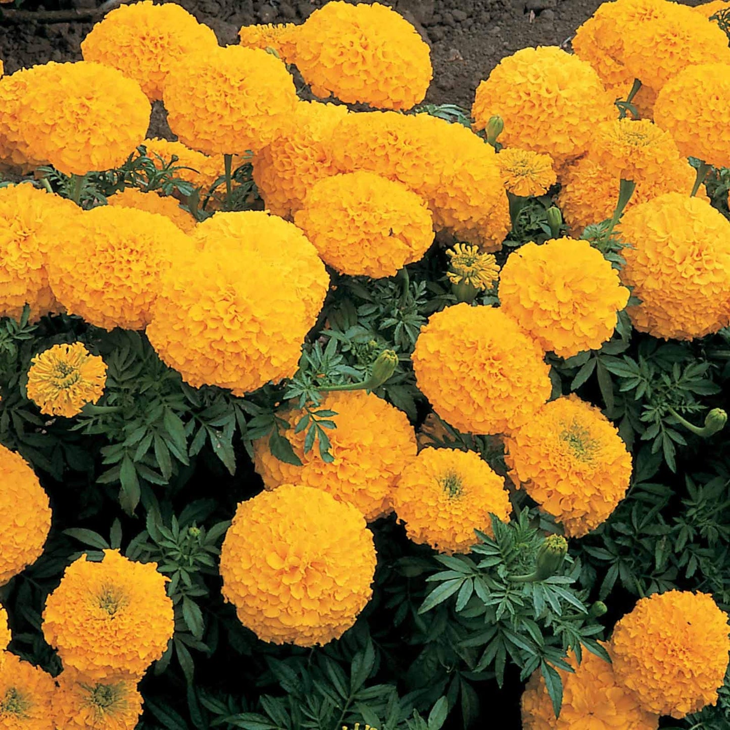 African Marigold Antigua Primrose seeds for bright yellow garden blooms