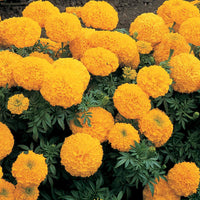 African Marigold Antigua Primrose seeds for bright yellow garden blooms