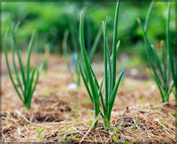 Rossa Piatta Onion Allium Cepa Vegetable Seeds for Planting in Kitchen Garden and Backyard Gardening
