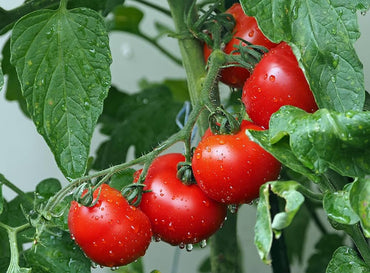 Oregon Spring Tomato seeds – early-season heirloom with juicy red fruits