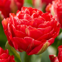 Pamplona Tulip Seeds
