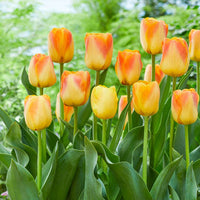 Desert Sun Tulip Seeds