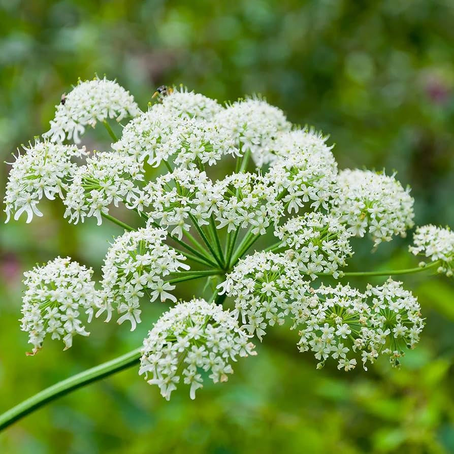 Heirloom Non-GMO Heracleum Lanatum Plant Seeds for Planting – Wild Edible Perennial Seeds