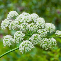 Heirloom Non-GMO Heracleum Lanatum Plant Seeds for Planting – Wild Edible Perennial Seeds - Non-GMO for planting in home garden