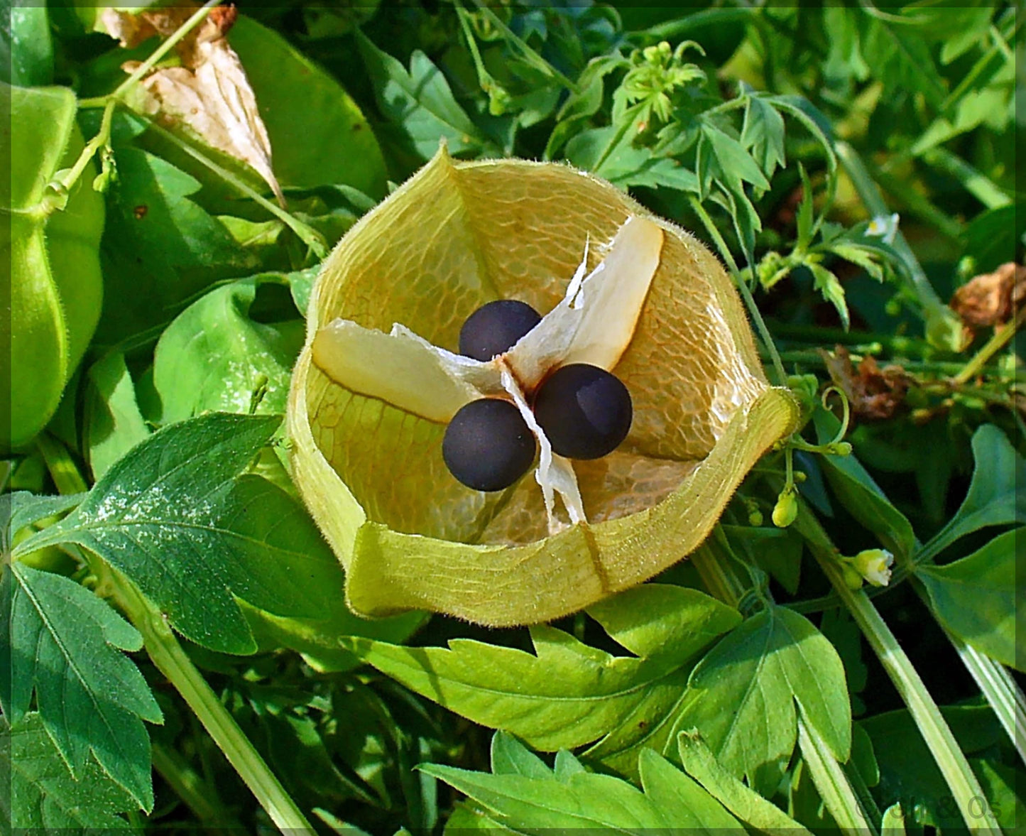 Balloon - Vine for planting in home garden