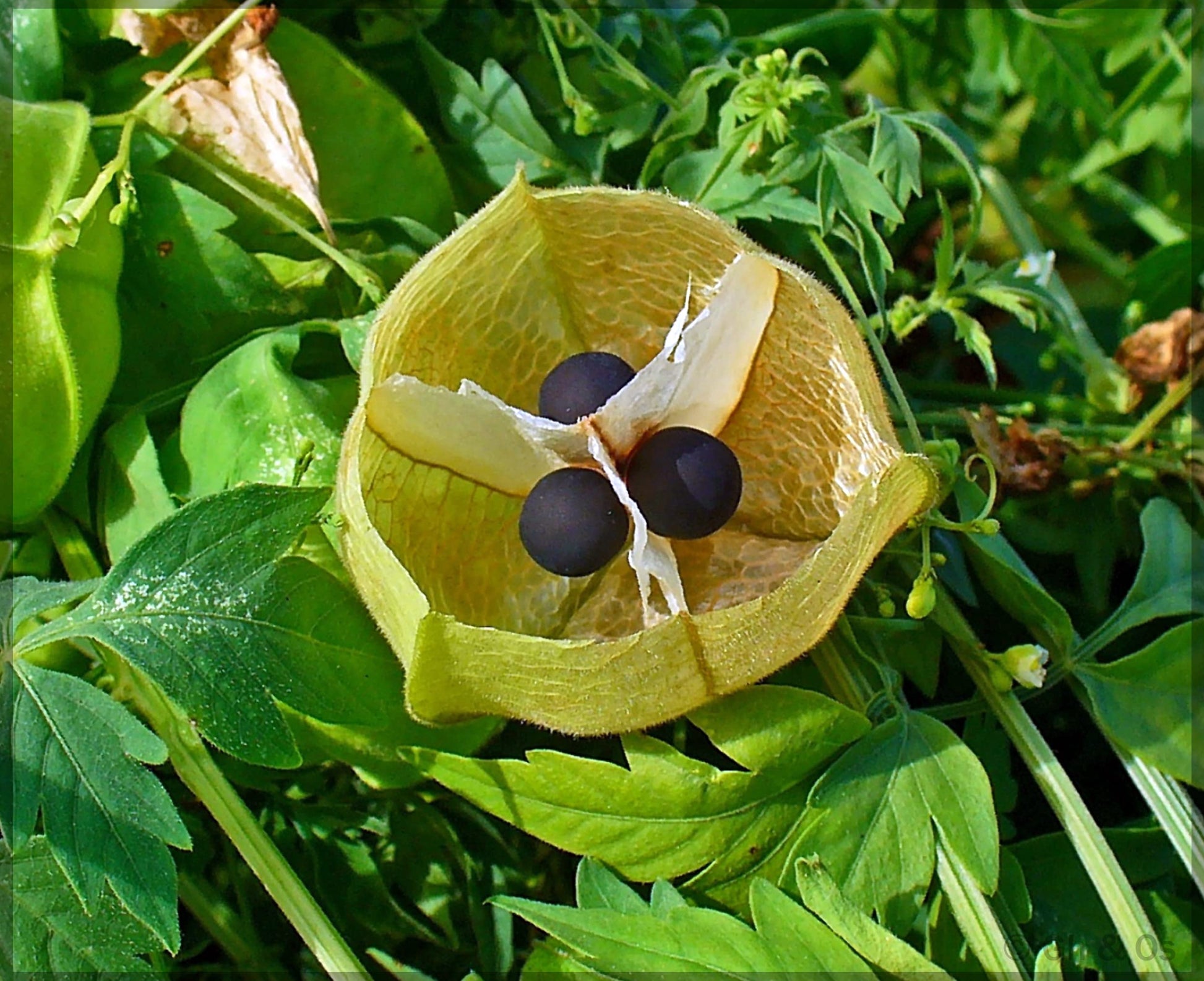 Balloon - Vine for planting in home garden