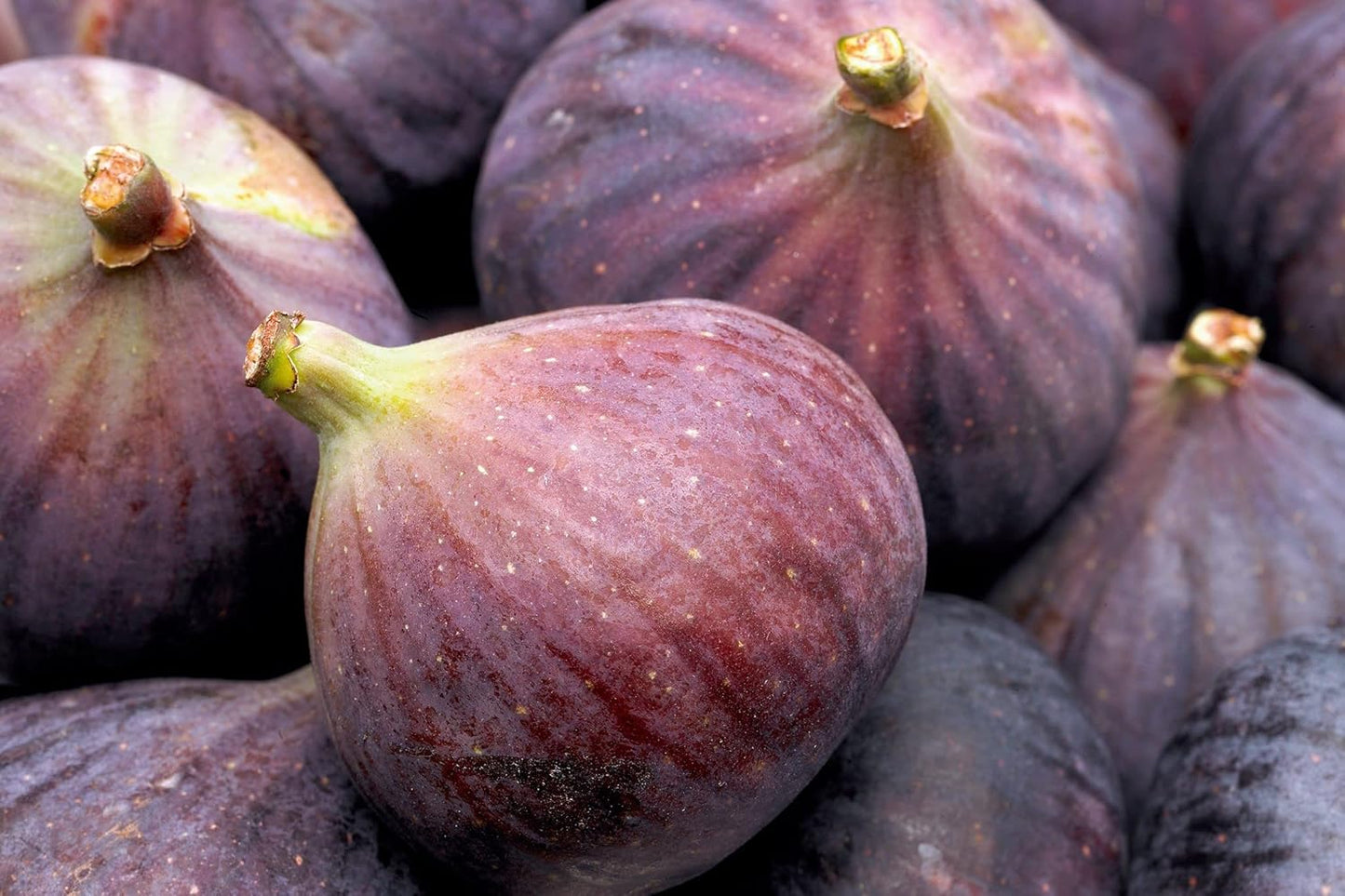 Sweet King Fig Fruit Seeds for Planting - Sweet and Nutritious Fig Trees Grow at Home, GMO Free Seeds