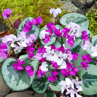 Christmas Tree Pattern Hardy Winter-Blooming Cyclamen Seeds