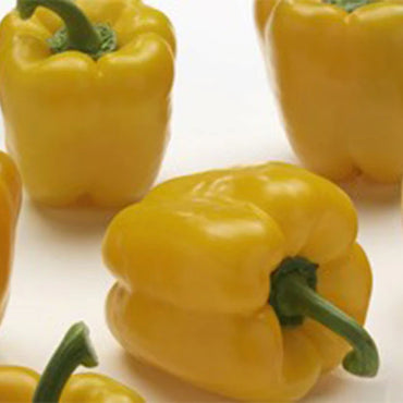 Sonoma – Bell Pepper Seed