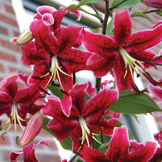Miss Feya Turban Lily Seeds