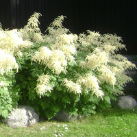 Aruncus Dioicus Goat’s Beard Perennial Flower - for planting in home garden