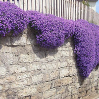 Heirloom Non-GMO Thymus Serpyllum Flower Seeds for Planting – Creeping Thyme Ground Cover