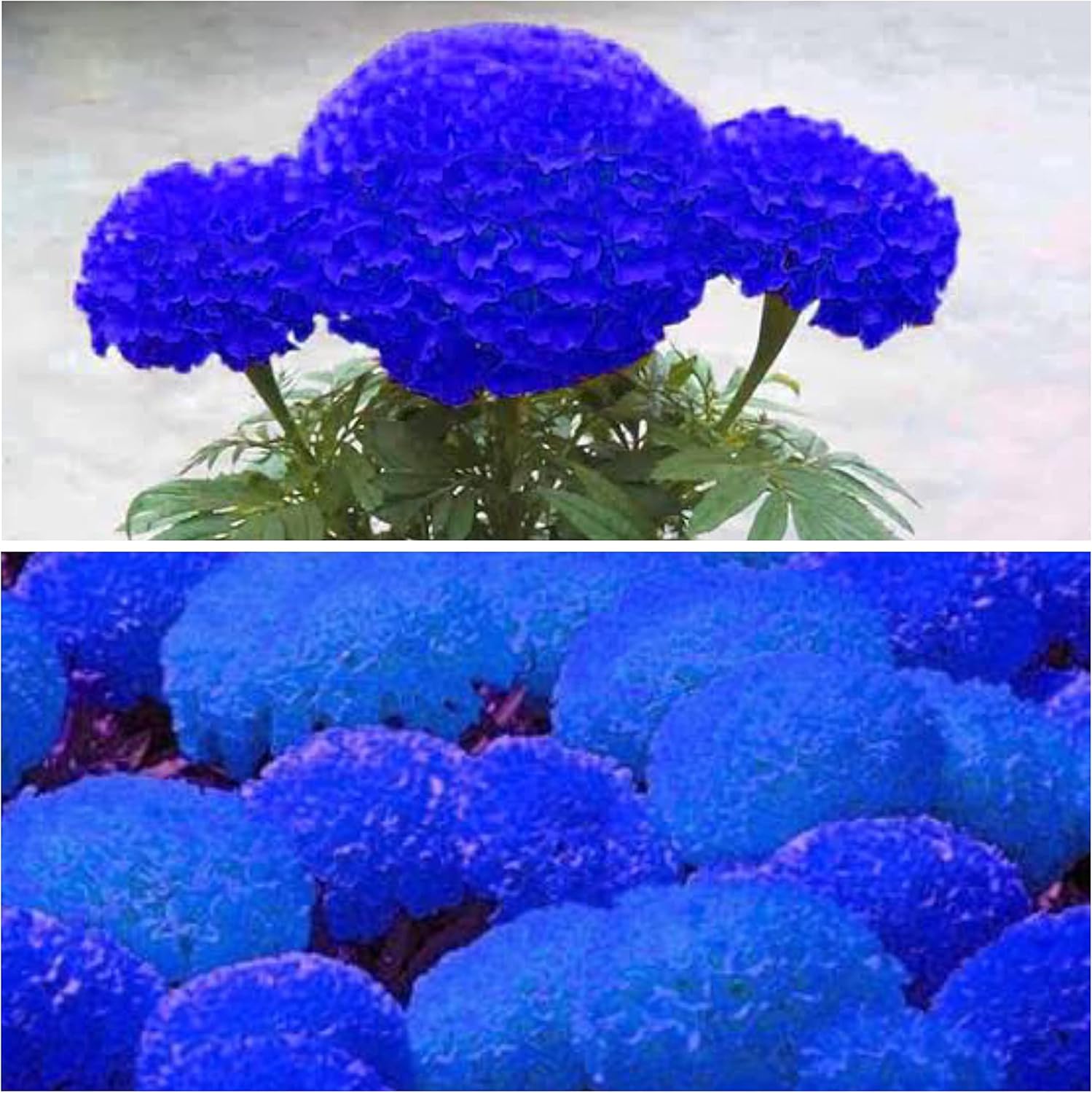 Heirloom Non-GMO Marigold Flower Seeds for Planting – Vibrant Blooms for Garden & Pots - Non-GMO for planting in home garden