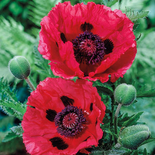 Watermelon Oriental Poppy