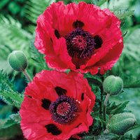 Watermelon Oriental Poppy