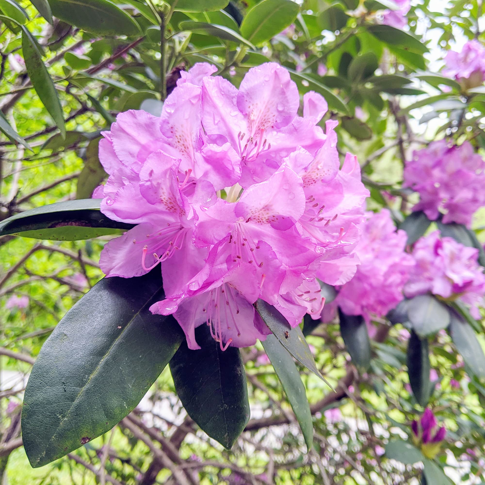 Rhododendron Carolinianum seeds growing into elegant shrubs with soft pink flowers, suited for shaded woodland gardens