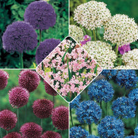 Carefree Allium Collection Seeds