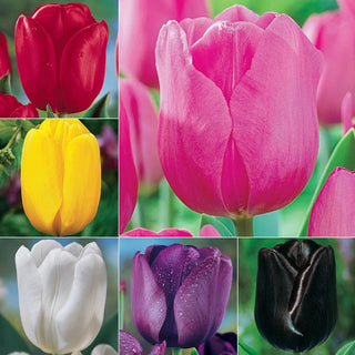 Prize Dutch Tulip Collection Seeds