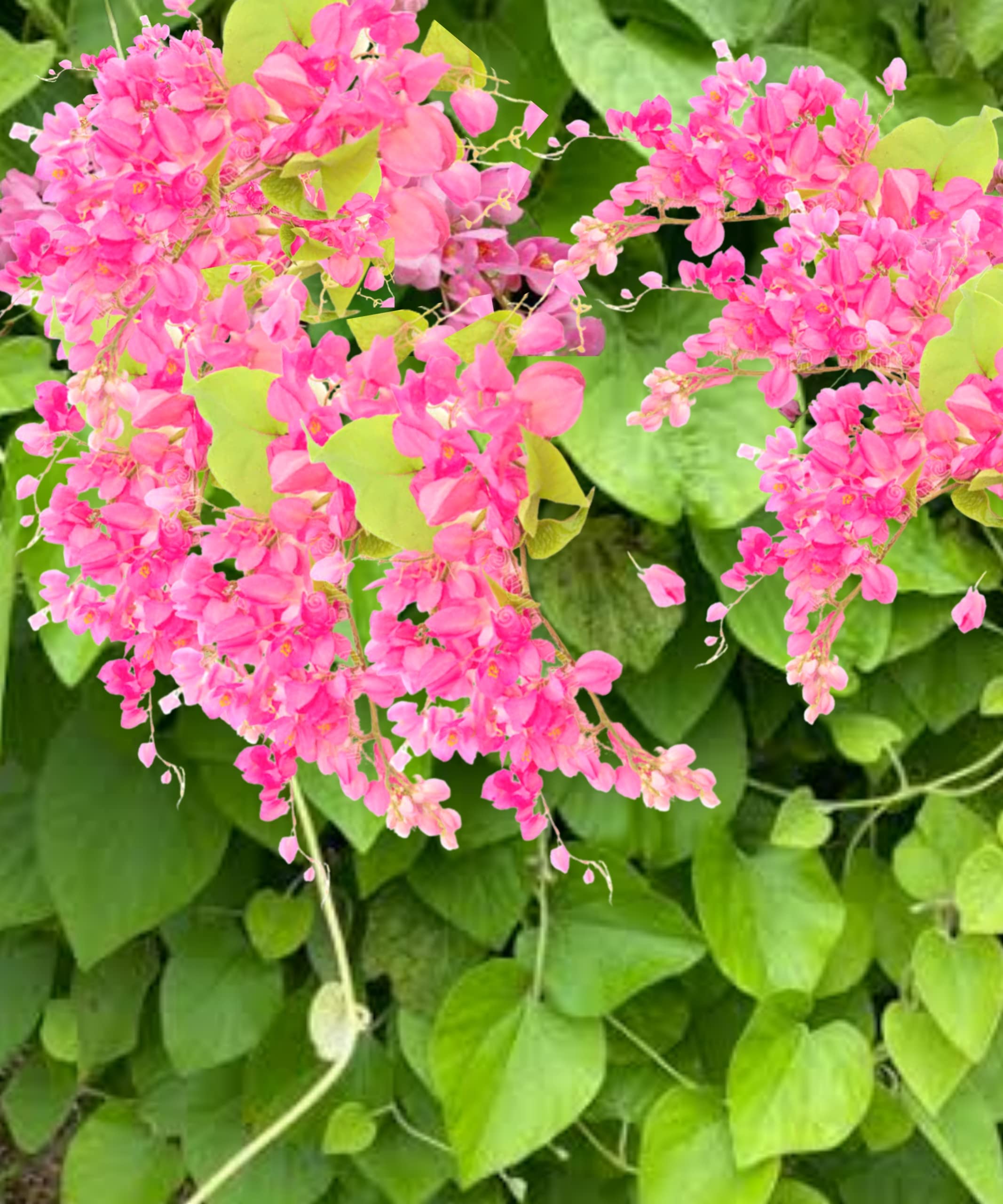 Coral Vine