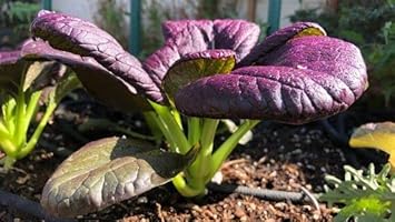 Purple bok choy Brassica rapa seeds for planting in balcony garden
