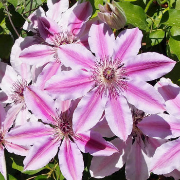 Heirloom Non-GMO Nelly Moser Flower Seeds for Planting – Elegant Clematis Vine with Striking Blooms