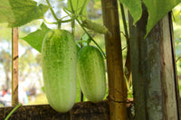 National decapaggio cucumber Cucumis sativus vegetable seeds for planting in kitchen garden or backyard beds
