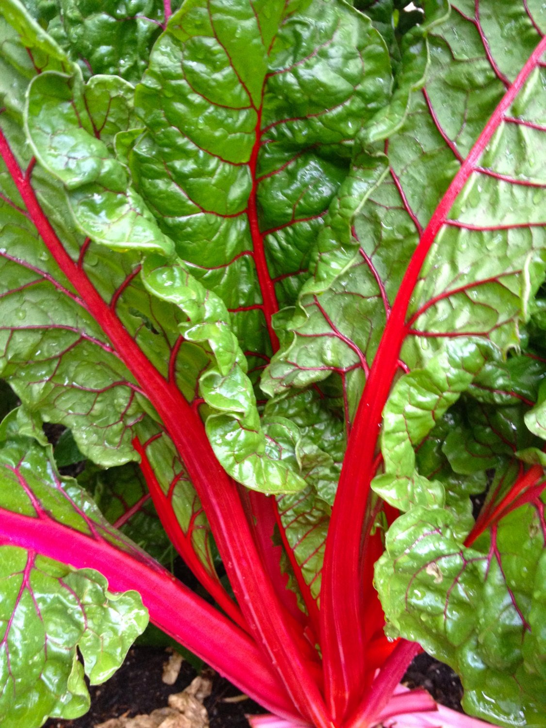 Ruby Red or Rhubarb Chard Seed