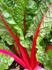 Ruby Red or Rhubarb Chard Seed
