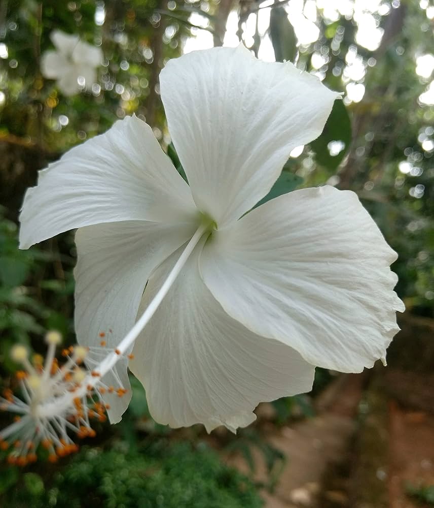 Silver - White for planting in home garden