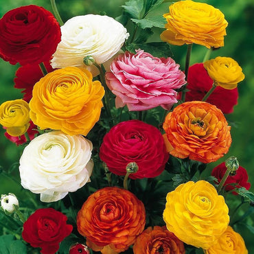 Ranunculus Asiaticus Mixed Colors Flower Seeds for Balcony and Garden Planting