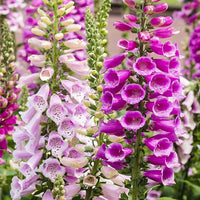 Organic Heirloom Non-GMO Pink Lady's Glove Seeds for Planting – Unique Garden Blooms